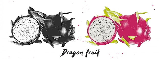 Premium Vector | Hand drawn sketch of dragon fruit