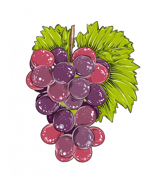 Premium Vector | Hand drawn sketch of grapes in color, isolated