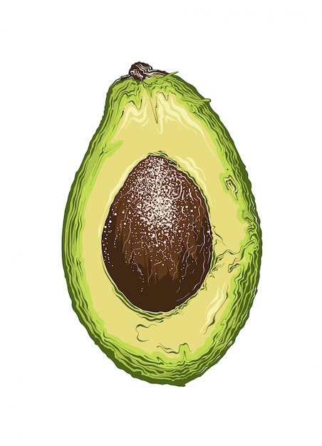 Premium Vector Hand Drawn Sketch Of Half Avocado In Color Isolated