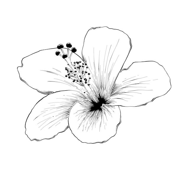 Premium Vector | Hand drawn sketch of hawaiian hibiscus flower