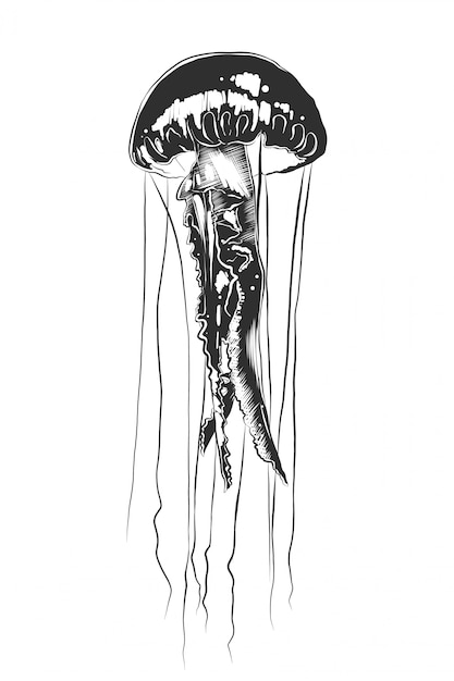 Download Hand drawn sketch of jellyfish in monochrome | Premium Vector