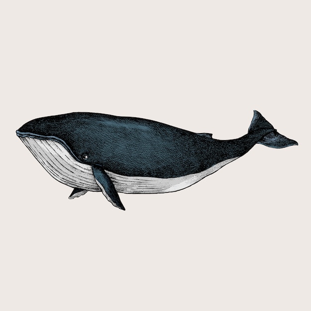 鯨の手描きスケッチ プレミアムベクター