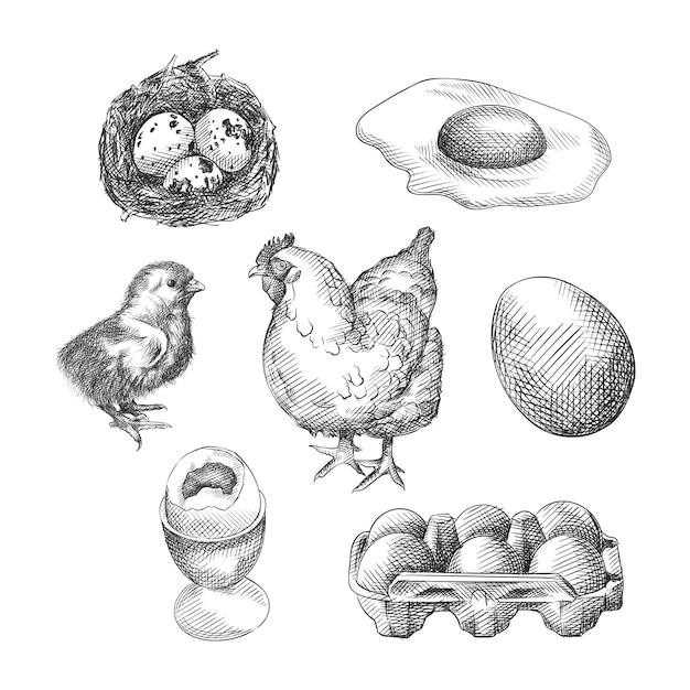 鶏肉製品の手描きスケッチ セットは 巣の中の卵 トレイの中の卵 卵 ゆで卵 目玉焼き スクランブルエッグ チキン ひよこで構成されています プレミアムベクター