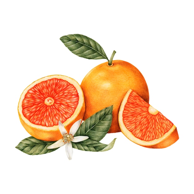 Premium Vector Hand drawn sketch of oranges