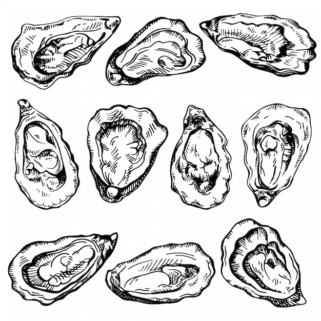 Premium Vector | Hand drawn sketch oyster set. sketch illustration of ...