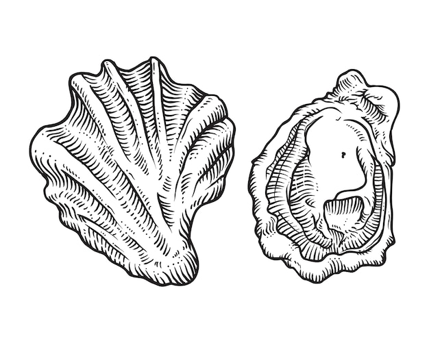 Hand drawn sketch oyster shell illustration Premium Vector