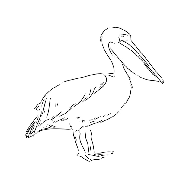 Premium Vector | Hand drawn sketch of pelican pelican bird vector sketch