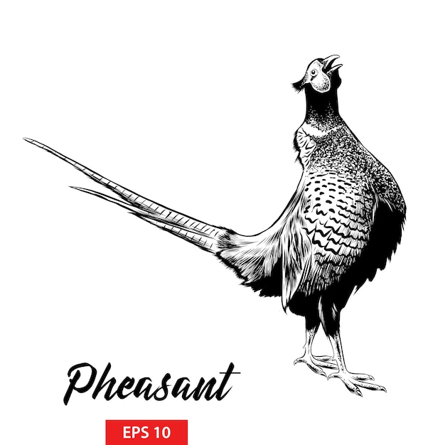 Premium Vector Hand drawn sketch of pheasant
