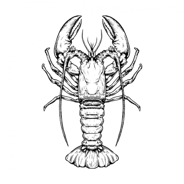 Premium Vector | Hand drawn sketch seafood illustration of lobster