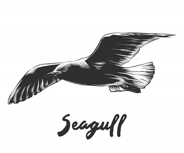 Hand drawn sketch of seagull in monochrome Premium Vector