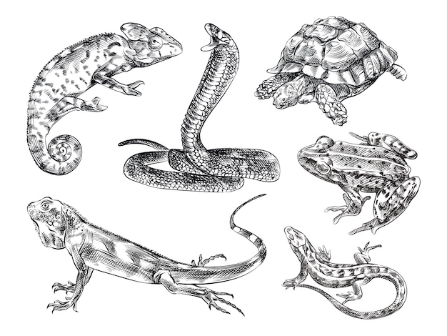 爬虫類の手描きスケッチセット セットには トカゲ カメレオン ヘビ カメ カエル イグアナ トカゲ ヤモリが含まれます プレミアムベクター