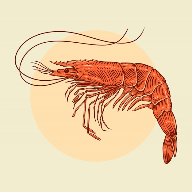 Premium Vector Hand drawn sketch shrimp illustration