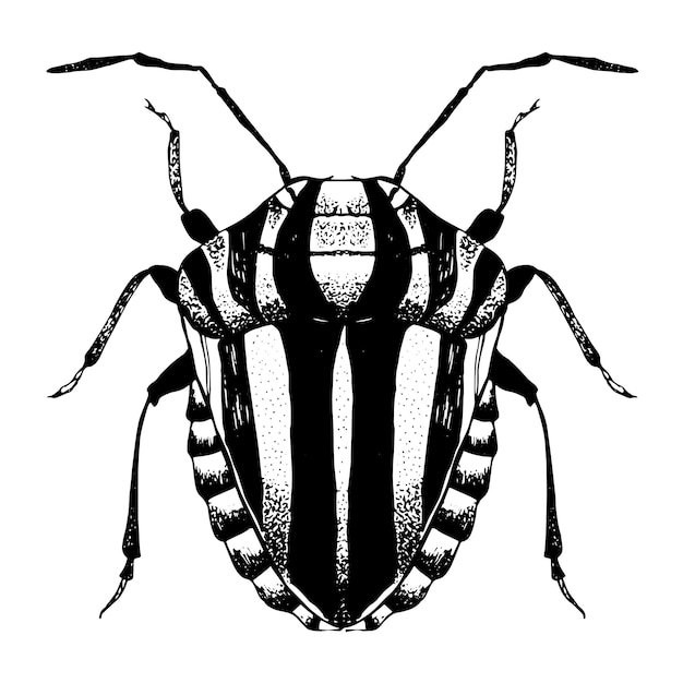 Premium Vector | Hand drawn sketch of striped beetle.