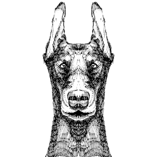 黒に分離された手描きスケッチスタイルドーベルマン犬 プレミアムベクター