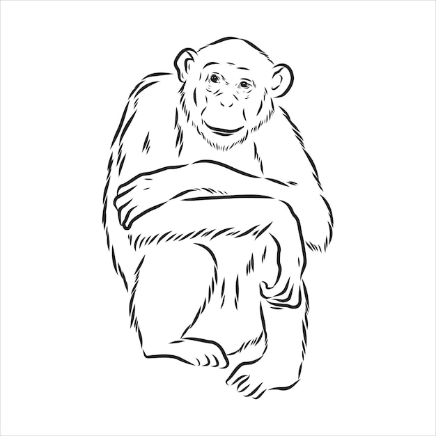 Premium Vector | Hand drawn sketch style illustration young chimpanzee ...