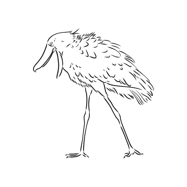 Premium Vector | Hand drawn sketch style shoebill. vector illustration ...