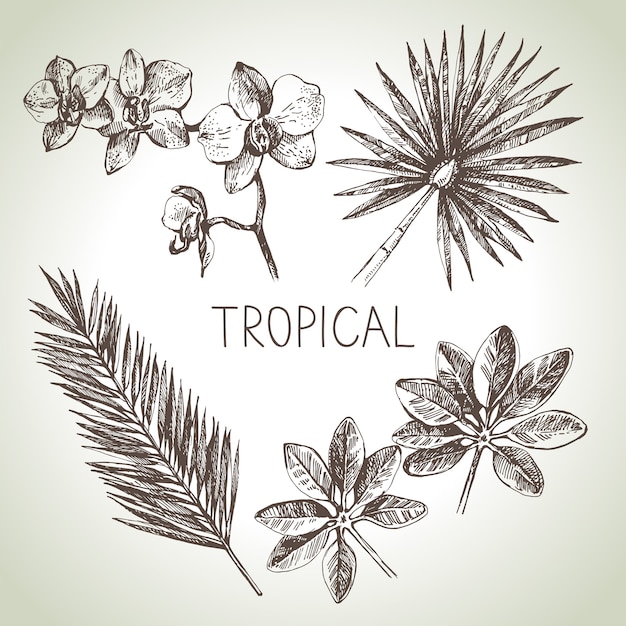 Premium Vector | Hand drawn sketch tropical plants set. illustration