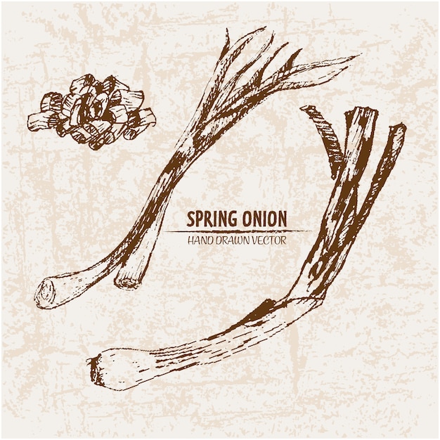 Hand drawn spring onion collection