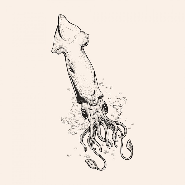 Premium Vector Hand Drawn Squid Illustration