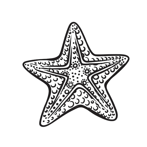 Premium Vector Hand drawn starfish or sea star vector illustration