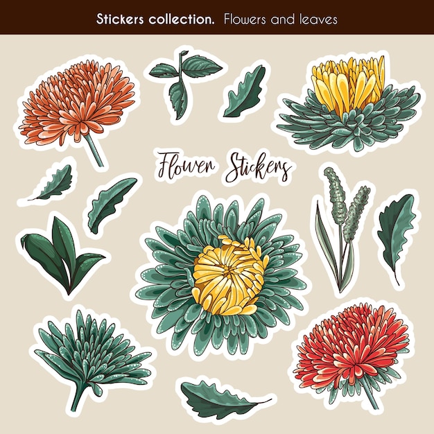 アスターの花と葉の手描きステッカーコレクション 手描きスタイルの詳細植物イラスト プレミアムベクター