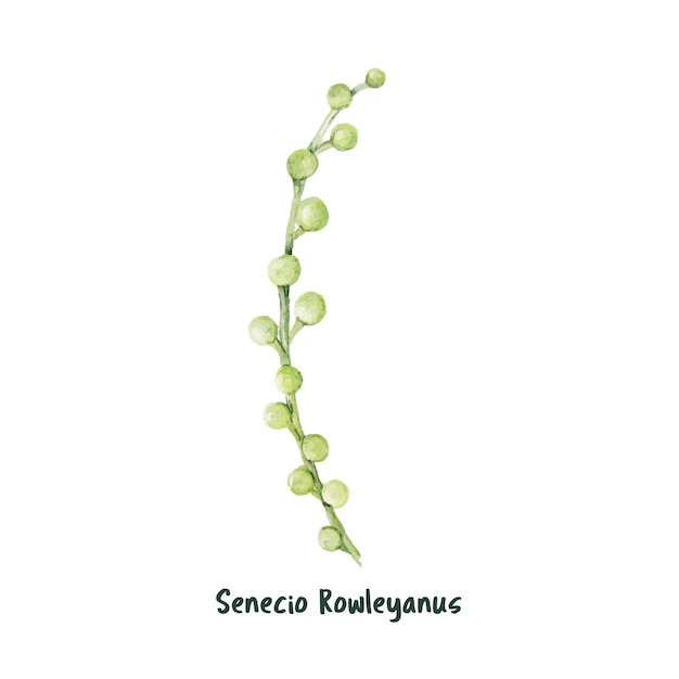 Hand drawn string of pearls succulent Free Vector