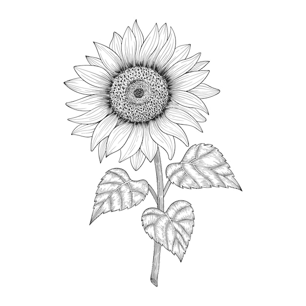 Free Free 347 Sunflower Drawing Svg SVG PNG EPS DXF File