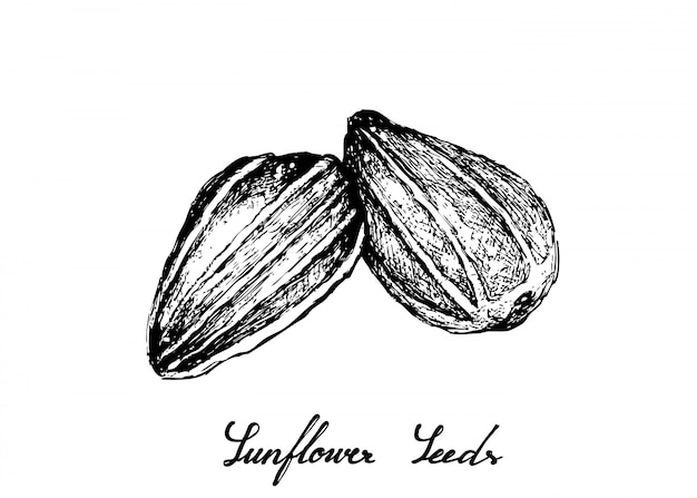 Hand drawn of sunflower seeds | Premium Vector