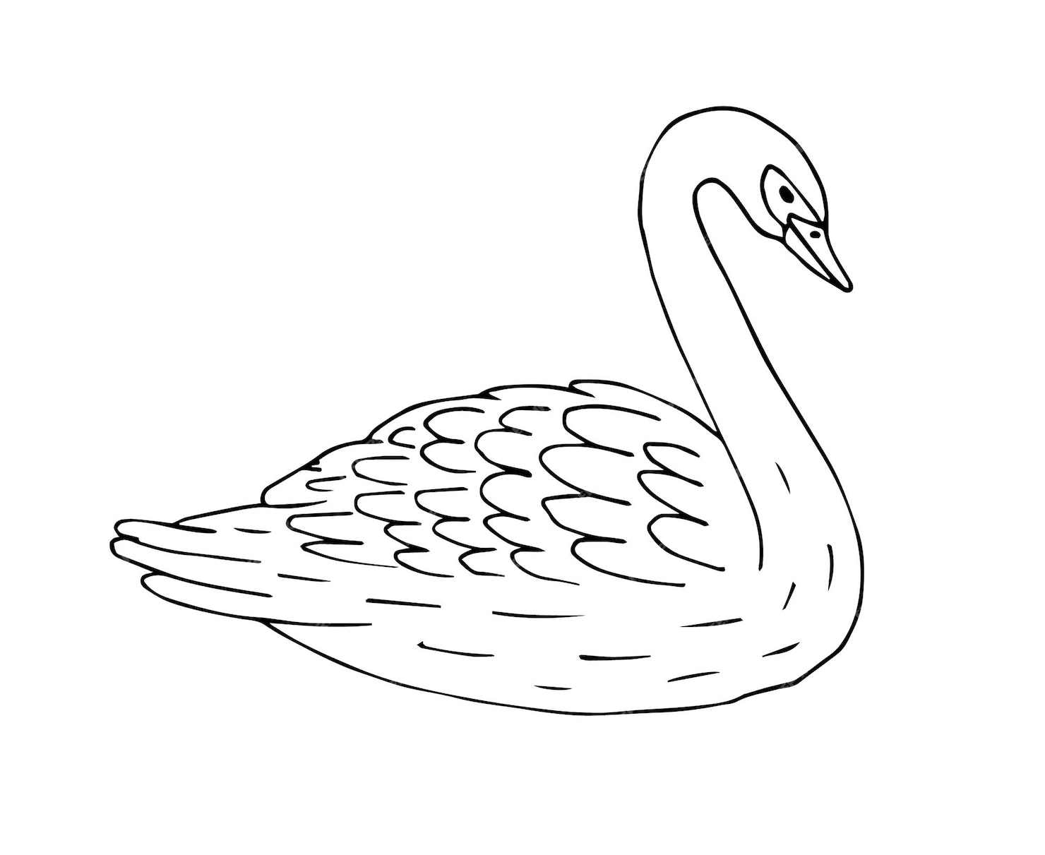 Premium Vector | Hand drawn swan isolated on white background