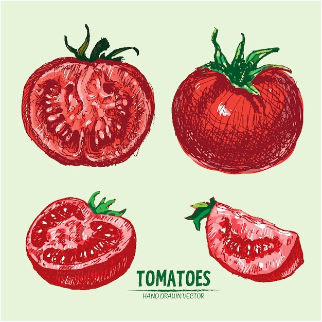 Hand drawn tomato background