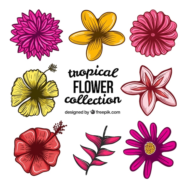 Hand drawn tropical flower collection of\
eight
