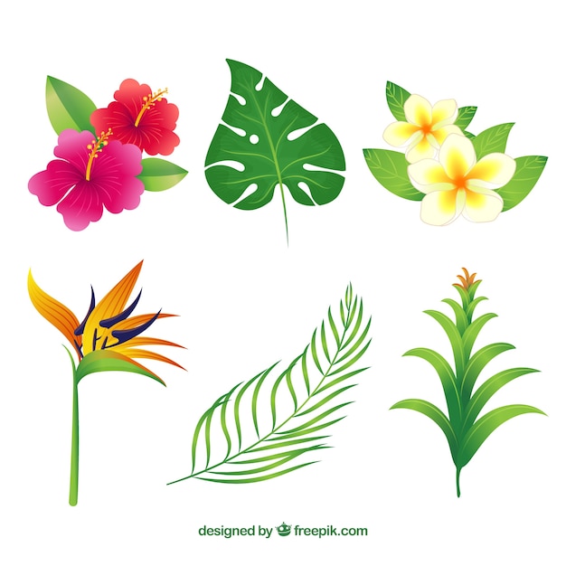 Hand drawn tropical flower collection of\
six