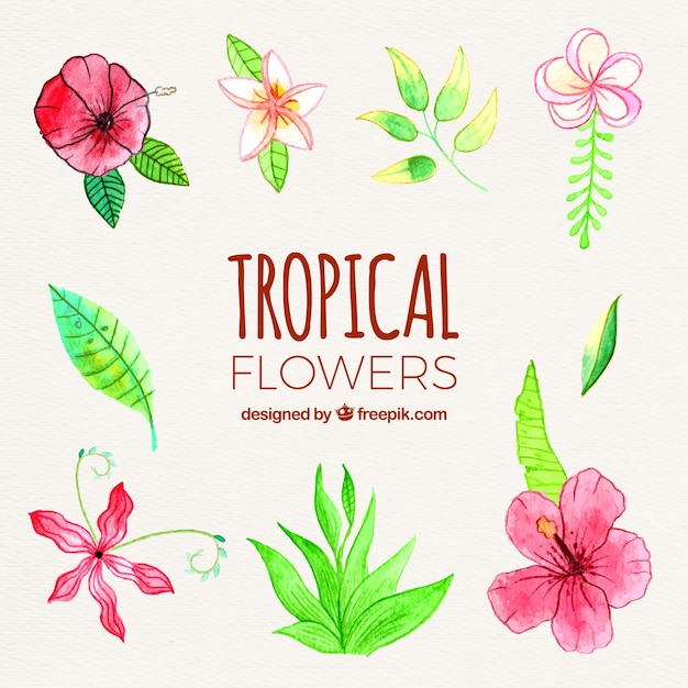 Hand drawn tropical flower collection
