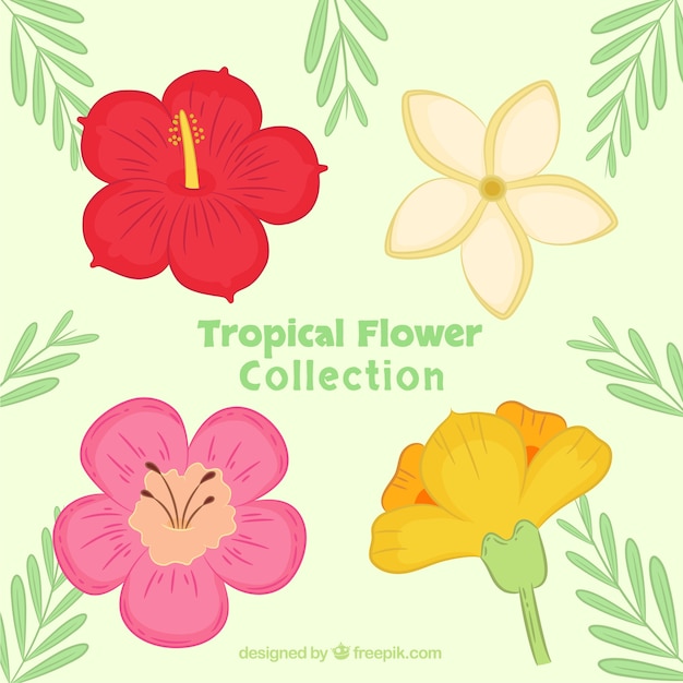 Hand drawn tropical flower pack of four