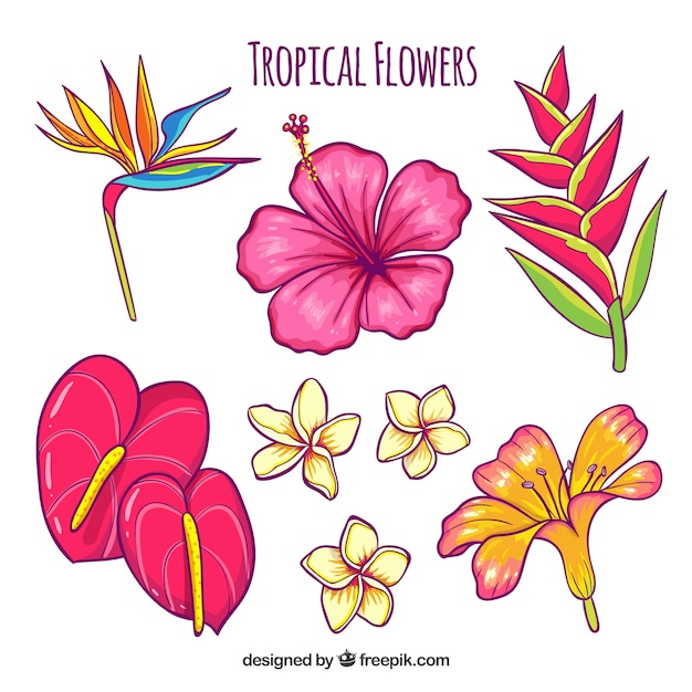 Hand drawn tropical flower set