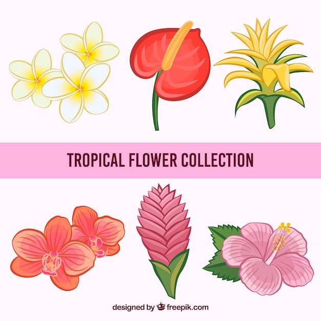 Hand drawn tropical flowers collection