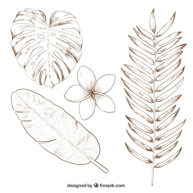 How To Draw A Tropical Leaf Step By Step - pic-county