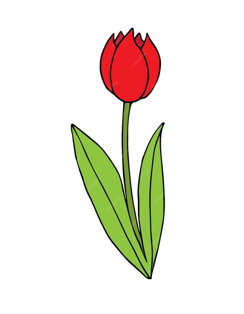 Premium Vector | Hand drawn tulip flower isolated on white background