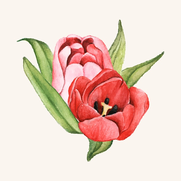 Hand drawn tulip flower isolated