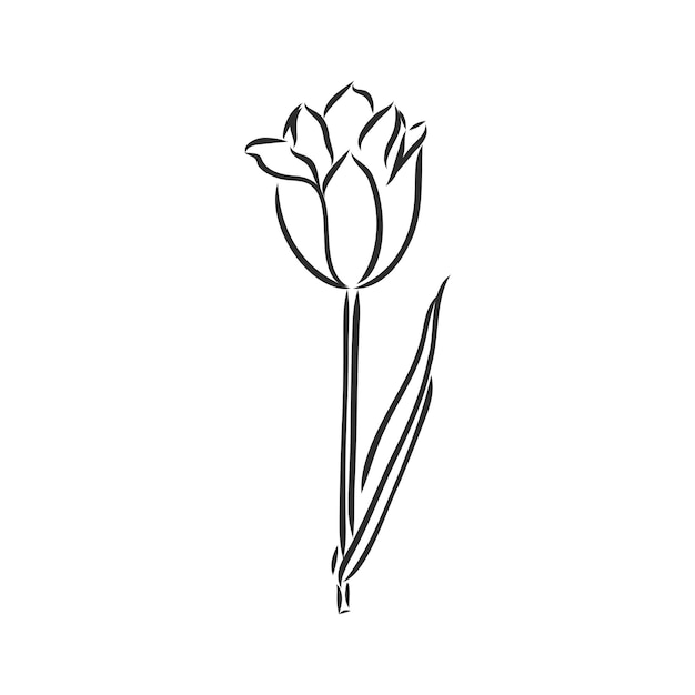 Premium Vector | Hand drawn tulips vector tulip vector sketch on a ...