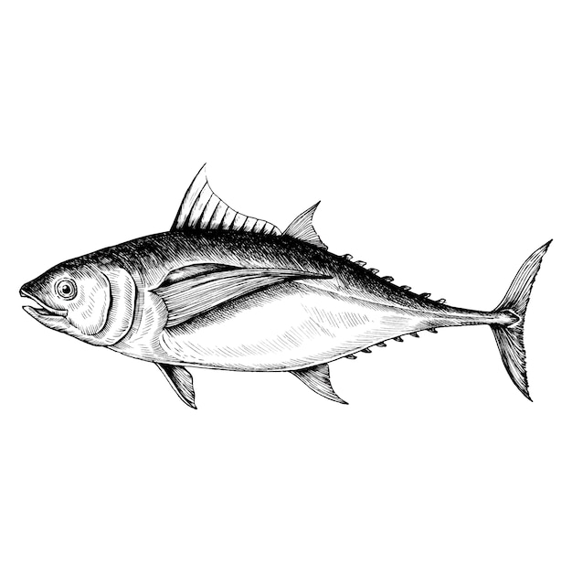 Download Hand drawn tuna fish | Premium Vector