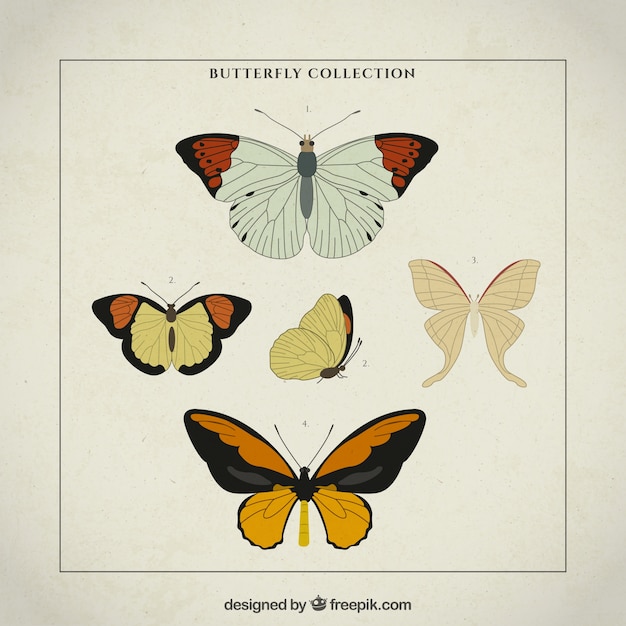 Hand drawn variety of vintage\
butterflies