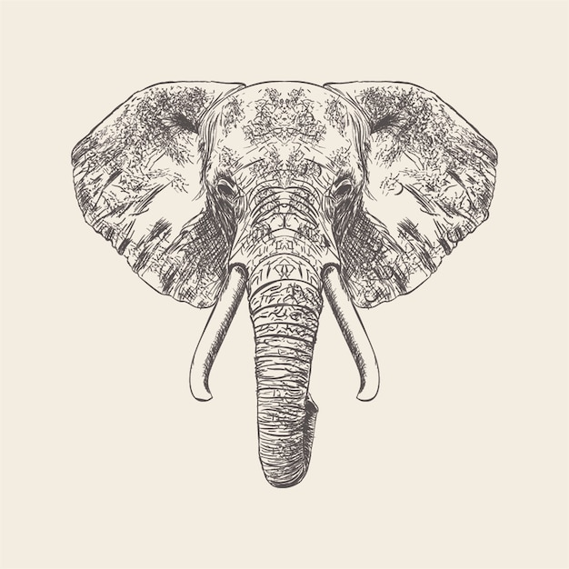 Download Hand drawn vector of elephant face illustration. | Premium ...