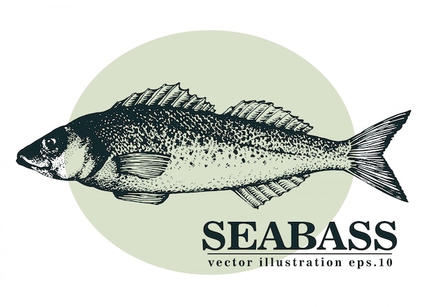 シーバスの魚の手描きの背景イラスト プレミアムベクター