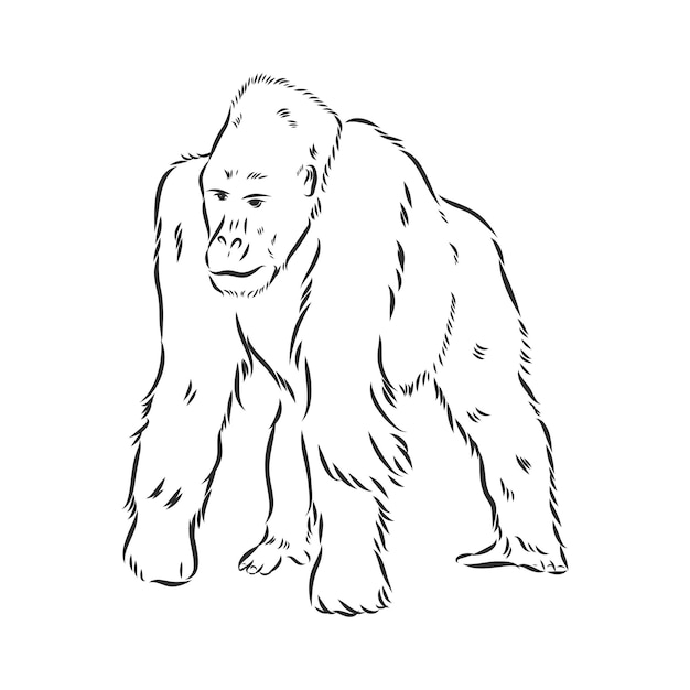 Premium Vector | Hand drawn vector illustration with a gorilla isolated ...