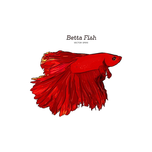 Download Hand drawn vector red betta splendens fish. | Premium Vector