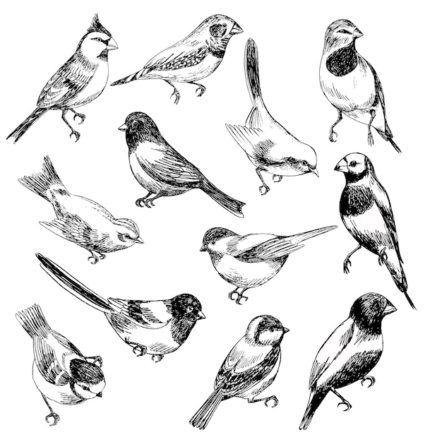 スケッチスタイルの鳥の手描きベクトルを設定 プレミアムベクター
