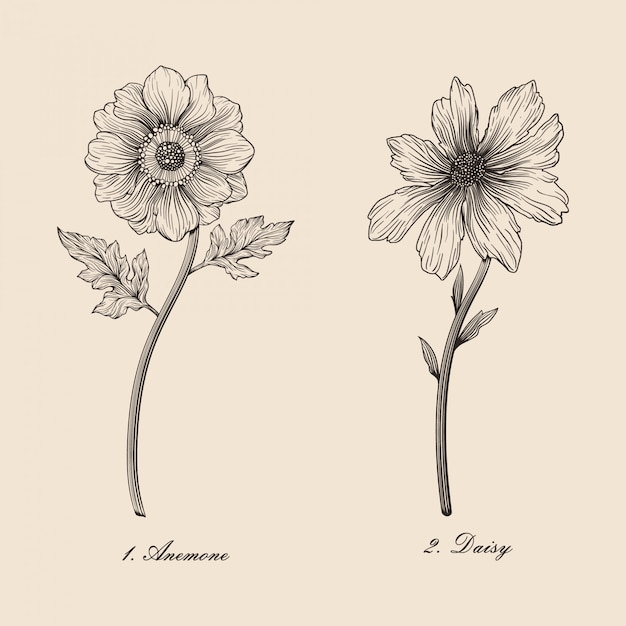 手描きヴィンテージの美しい植物の花アネモネとデイジーベクトルイラストセット プレミアムベクター