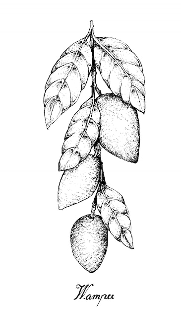Premium Vector | Hand drawn of wampee or clausena lansium fruits