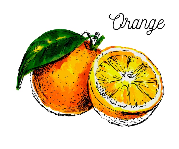 手は 白い背景の水彩画を描いた フルーツオレンジのイラスト プレミアムベクター